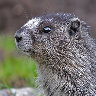 Jasper NP - Tonquin Valley - Gray marmot